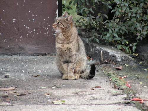 cat
