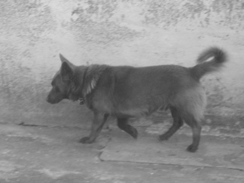 piesek