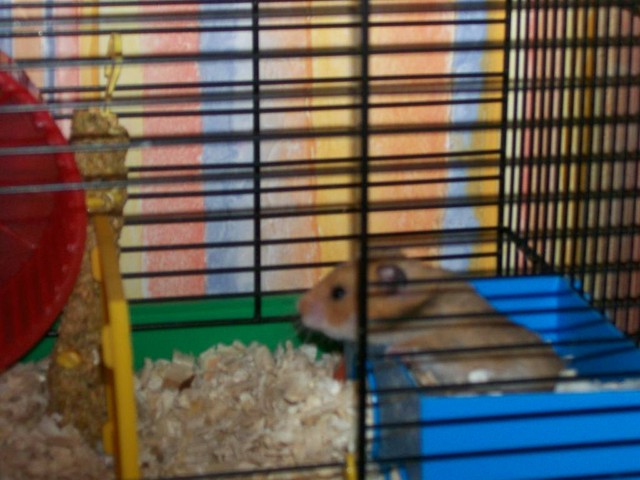 Chomiczek