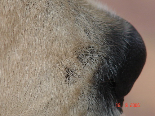 Nosek
