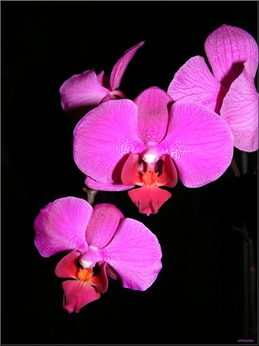 orchidea