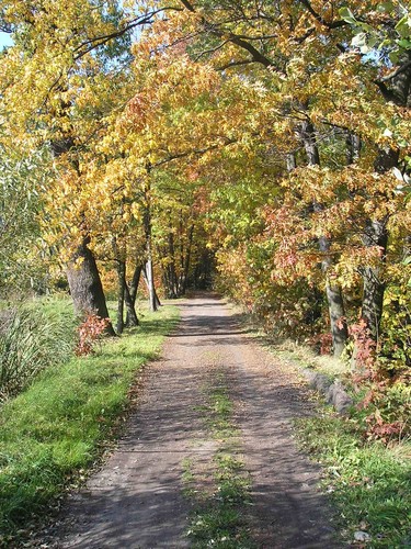 Uliczka w Lesie