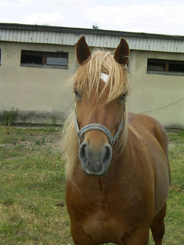 Nieporozumienie