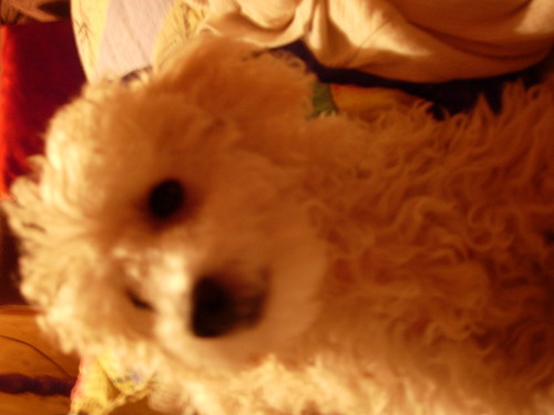 CHico znowu