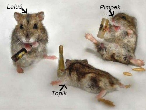 Wpis bajbaj13