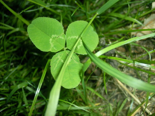 zielono