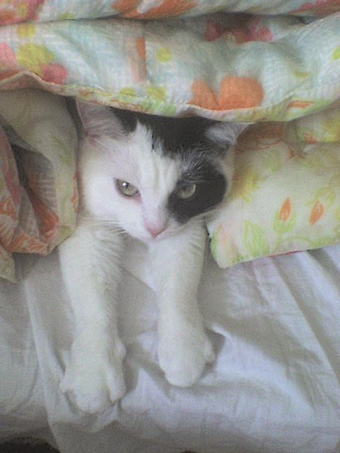 Wpis kotoblog