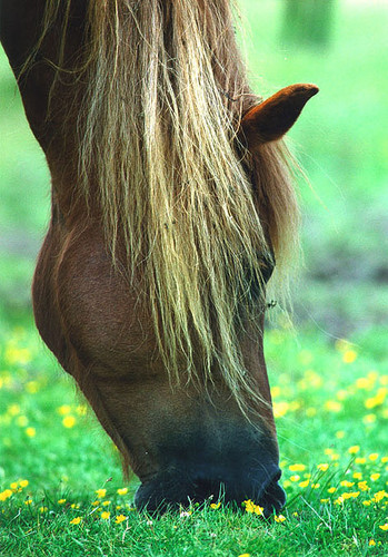 konik