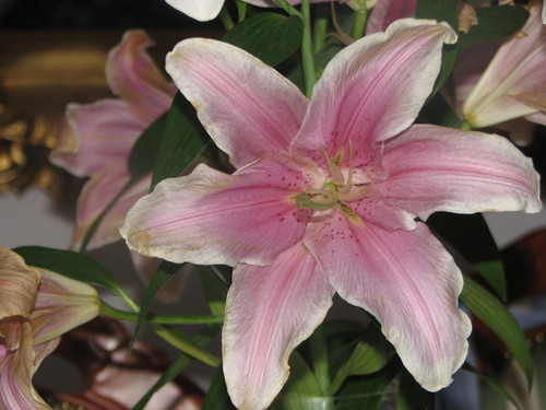 Wpis carrolina