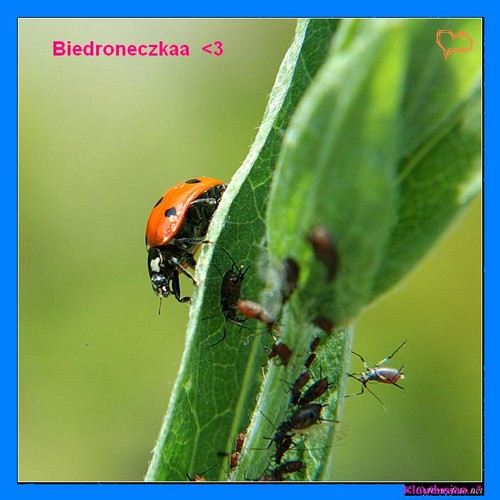                 Biedroneczkaa :*