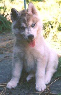 Hasky 