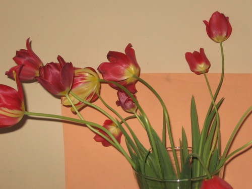 Tulipany