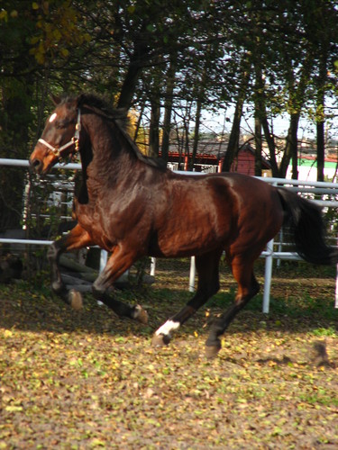 Plejasek