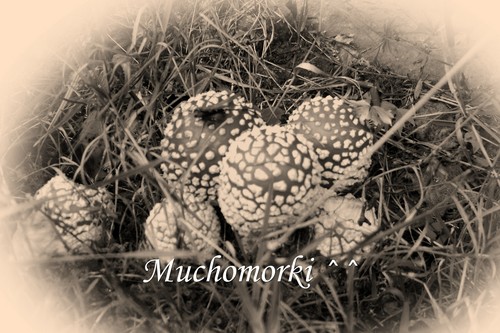 Muchomorki ^^