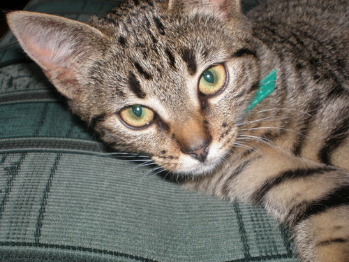 Kitek