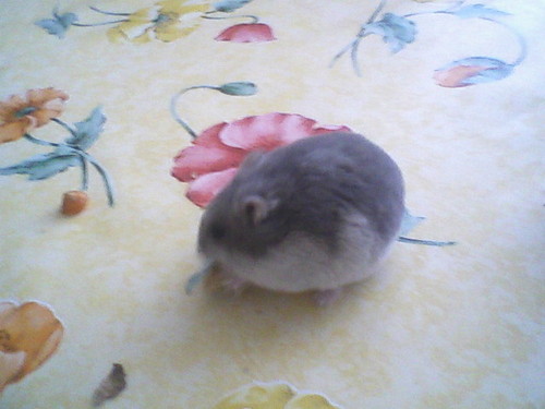 moj chomiczek 