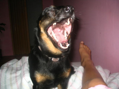 REX