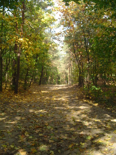 Fallen  leaves ...