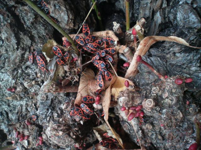 siakies 