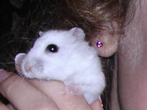 Mysia :)