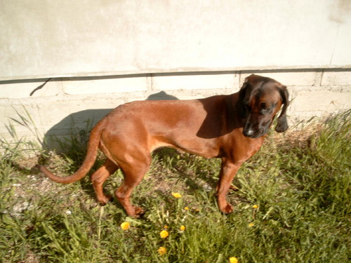 Astusia
