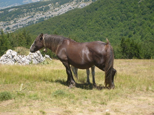 Koniki
