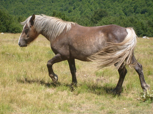 Konik