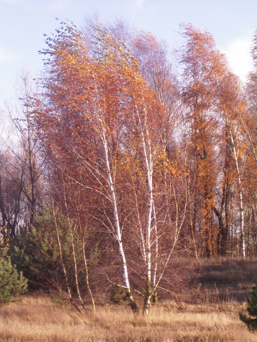 jesien
