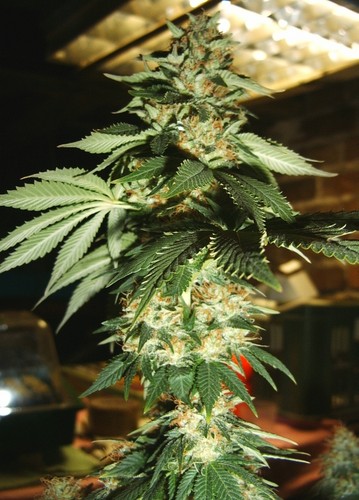 White Widow