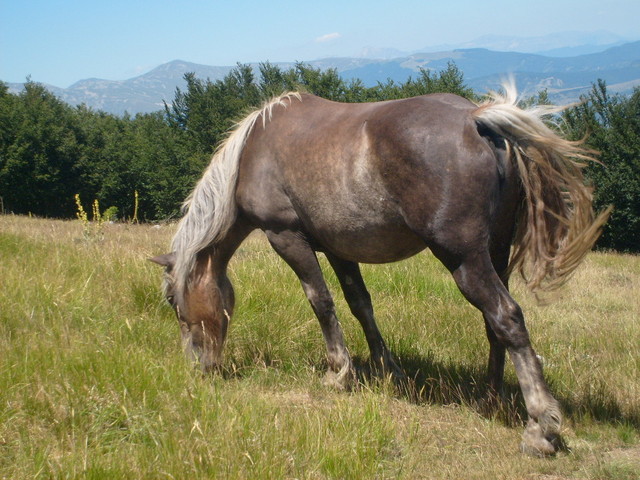 Konik