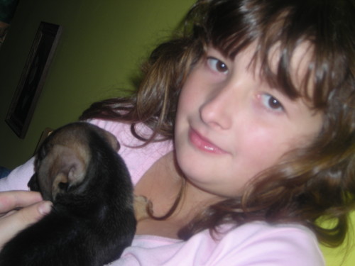 Wpis haniaigosia