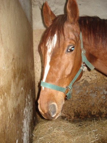Warta =*