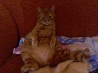 my cat