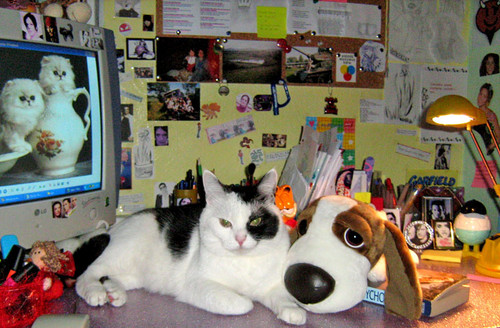 Wpis kotoblog