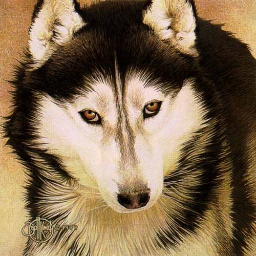 wilk