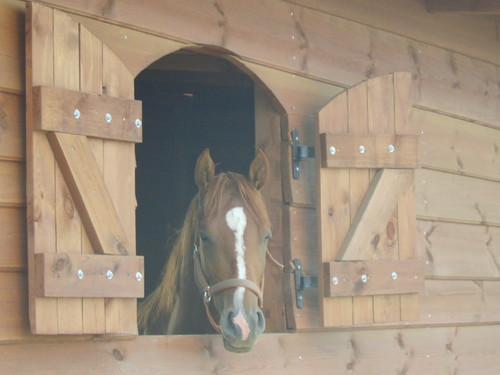 KONIK:)