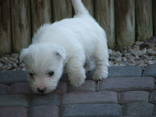 Piesio :D ;p