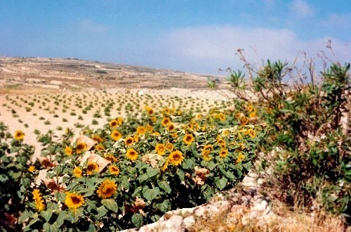 Malta '07