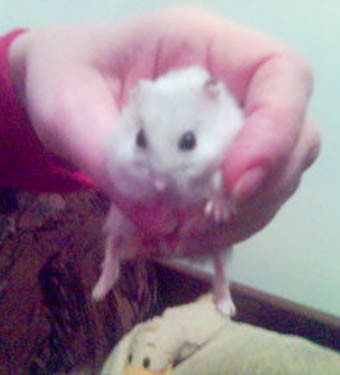 Wpis horpyna
