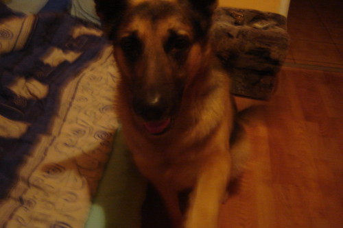 Rocki ,,come back''