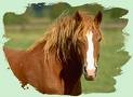 konik Pauliny