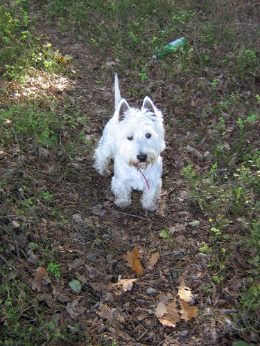Rafcio 