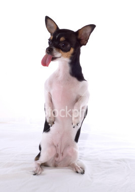 Chihuahua :-P 