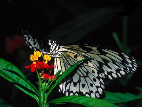 motyl