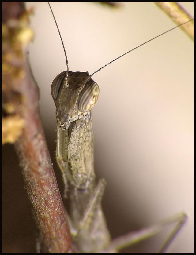 Tarachodes sp.