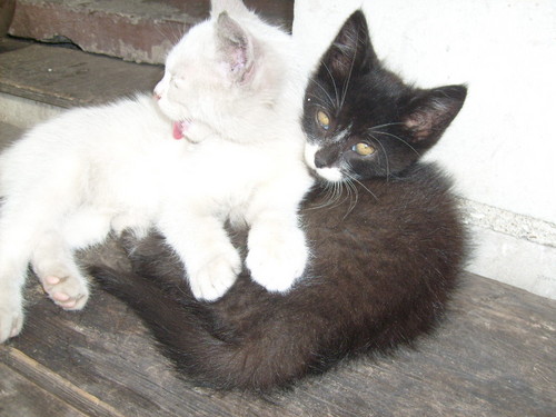 Wpis ziwi