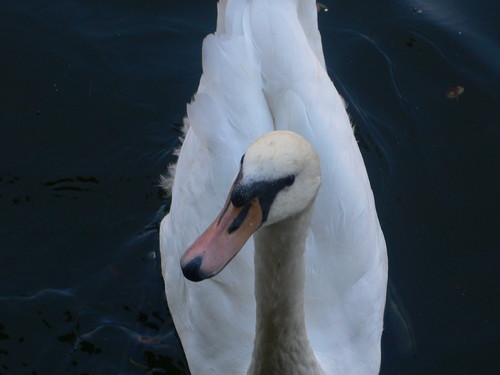 Windsor