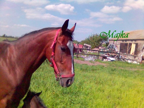 Majka