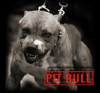 PIT BULL...