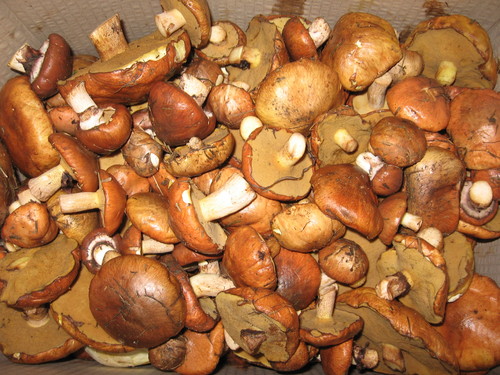 Amanita phalloides